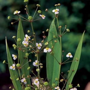 Slanke waterweegbree (Alisma lanceolata) moerasplant