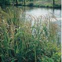 Hangende zegge (Carex pendula) moerasplant (6-stuks)