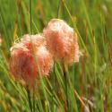 Goud wollegras (Eriophorum russeolum) moerasplant