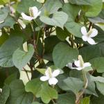 Moerasanemoon (Houttuynia cordata) moerasplant (6-stuks)
