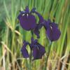 Japanse iris (Iris ensata) moerasplant