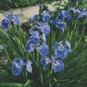 Borstelige iris (Iris Setosa) moerasplant
