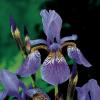 Siberische iris (Iris Sibirica) moerasplant