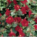 Rode maskerbloem (Mimulus “Bonfire red”) moerasplant (6-stuks)