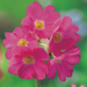 Roze sleutelbloem (Primula rosea) moerasplant