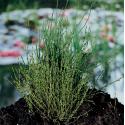 Dwergholpijp (Equisetum scirpoides) moerasplant (6-stuks)