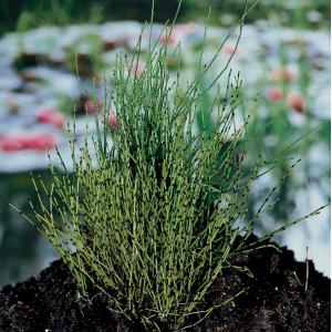 Dwergholpijp (Equisetum scirpoides) moerasplant 