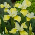 Gele Siberische iris (Iris Sibirica “Butter and Sugar”) moerasplant