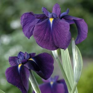 Bonte Japanse iris (Iris ensata “Variegata”) moerasplant