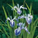 Gevlekte Japanse iris (Iris laevigata “Mottled Beauty”) moerasplant (6-stuks)