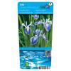 Gevlekte Japanse iris (Iris laevigata “Mottled Beauty”) moerasplant