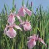Roze Japanse iris (Iris laevigata “Rose Queen”) moerasplant