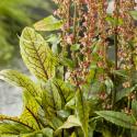 Bonte waterzuring (Rumex sanguinea) moerasplant (6-stuks)