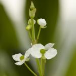 Smalbladig pijlkruid (Sagittaria graminea) moerasplant (6-stuks)