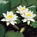 Witte dwergwaterlelie (Nymphaea Tetragona) waterlelie (6-stuks)