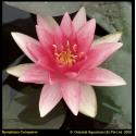 Rode waterlelie (Nymphaea Conqueror) waterlelie