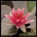 Roze waterlelie (Nymphaea René Gérard) waterlelie