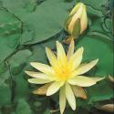 Gele waterlelie (Nymphaea Colonel A.J. Welch) waterlelie