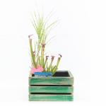 Mini vijver in houten kistje groen