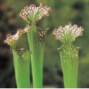 Amerikaanse bekerplant (Sarracenia farnhamii) moerasplant (6-stuks)