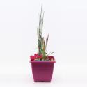 Mini vijver vierkant kunststof fuchsia