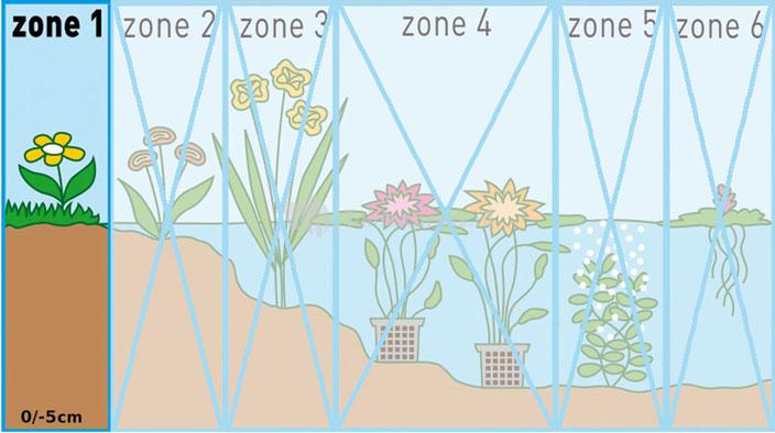 Schildblad (Darmera peltata) moerasplant (6-stuks)