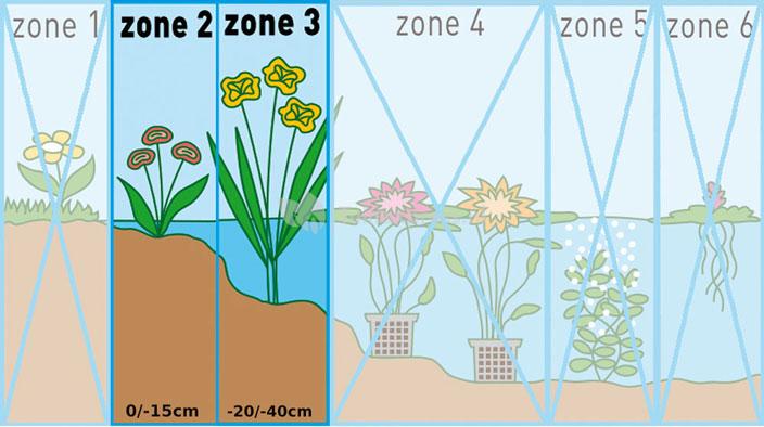 Wit snoekkruid (Pontederia cordata “alba”) moerasplant (6-stuks)