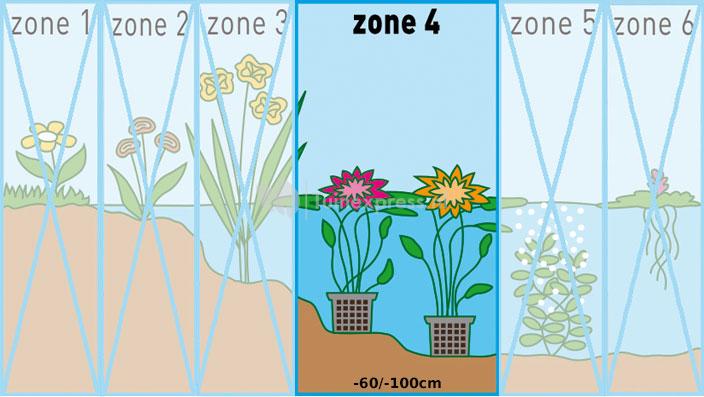 Rode waterlelie (Nymphaea Escarboucle) waterlelie (6stuks)