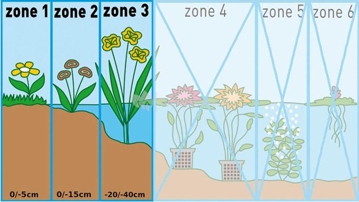 Goudknots (Orontium aquaticum) moerasplant (6-stuks)